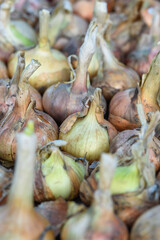 Onion bulbs dug out of the ground close up