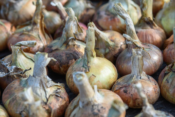 Onion bulbs dug out of the ground close up