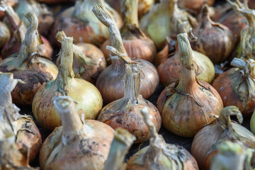 Onion bulbs dug out of the ground close up