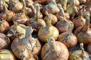 Onion bulbs dug out of the ground close up