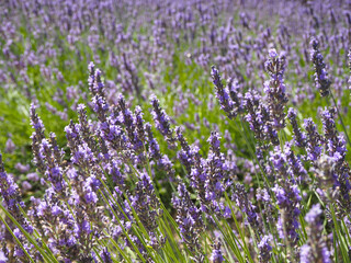 Champ de lavande en Provence