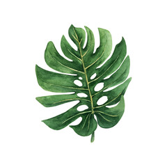 Fototapeta na wymiar Tropical leaves in watercolor