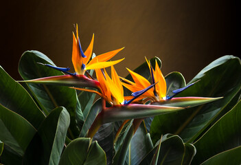 beautiful bird of paradise plant portrait still life backlit against a brown wall background