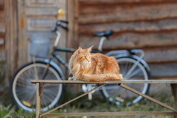 Summer rural (rural area) portrait of a beautiful red cat Maine Coon (American forest cat) sitting...