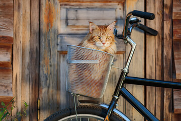 Summer outdoors portrait of a beautiful ginger Maine Coon cat (American forest cat) sitting in the bike's basket at the background of old barn.