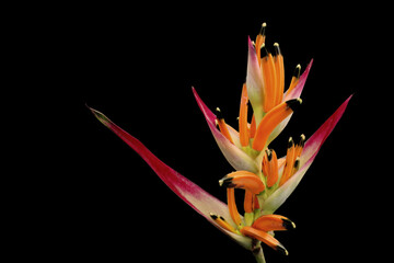 Beautiful and exotic strelitzia on a dark background. Paradise colorful flower in detail.