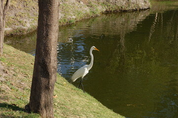 Garza parada junto a un árbol en la orilla de un lago