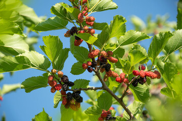 Ripe black mulberry berries on a branch with leaves in the garden. Harvest berries.