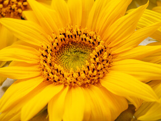 Yellow flower of a young sunflower.