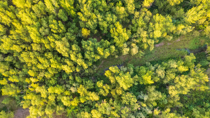 Forest aerial view in Spain. Tree aerial view with river.