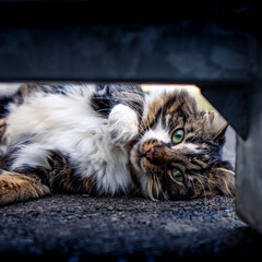 A playful white and brown cat with beautiful green eyes, playing outdoors, peeking from under the...