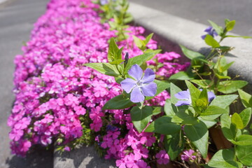 歩道の横に咲いたシバザクラとツルニチニチソウ