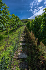 Fototapeta na wymiar Wine Region Rebland close to Neuweier, Germany