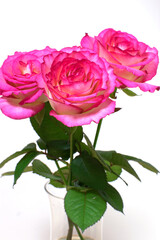 Pretty pink roses on white background 