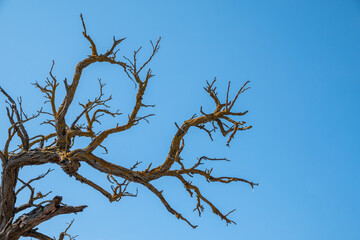 Obraz premium Autumn or winter tree branches without leaves against a clear blue sky.