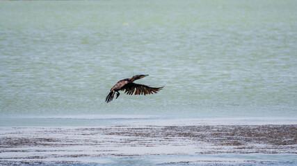 Black Cormorant flying over the sea. The great cormorant, Phalacrocorax carbo