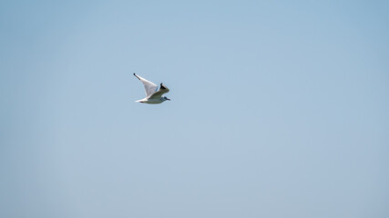 The European herring gull, Larus argentatus, flying in the clear blue sky.