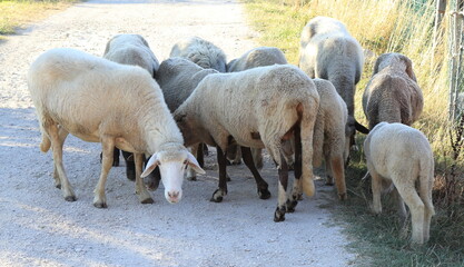 A Flock of Sheep in an Italian Rural Village