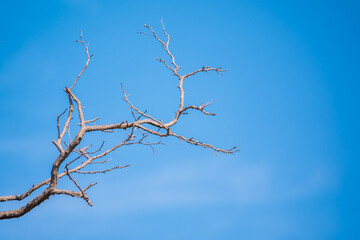 Obraz premium Autumn or winter tree branches without leaves against a clear blue sky.