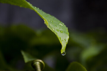 Gota de água em folha verde da manhã 