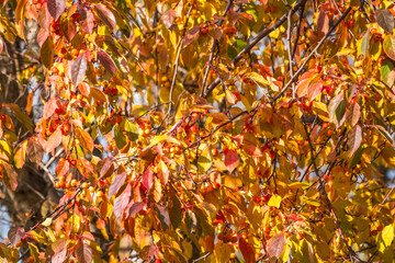 Apple tree branches with red apples and yellow leaves in autumn