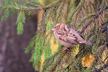 Sparrow sits on a fir branch in the sunset light. Sparrow on a branch in the autumn