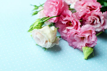 Beautiful pink eustoma flowers (lisianthus) in full bloom with buds leaves. Bouquet of flowers on blue polka dot background. Copy space