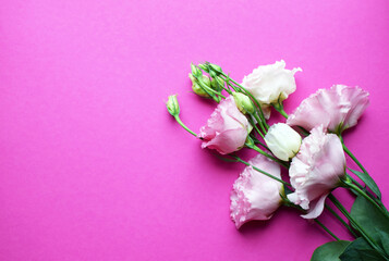 Fototapeta na wymiar Beautiful pink eustoma flowers (lisianthus) in full bloom with buds leaves. Bouquet of flowers on fuchsia background. Copy space