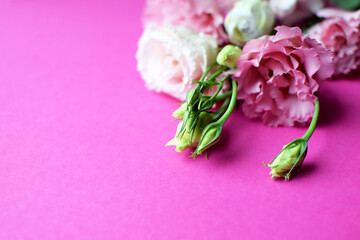 Beautiful pink eustoma flowers (lisianthus) in full bloom with buds leaves. Bouquet of flowers on...