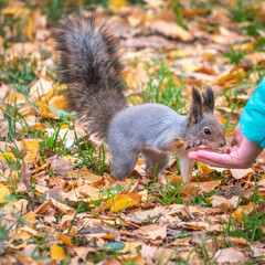 The boy feeds a squirrel with nuts from a hand in the wood