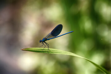 Dragonfly sits on a sedge leaf
