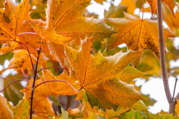 Maple branches with yellow leaves in autumn, in the light of sunset.