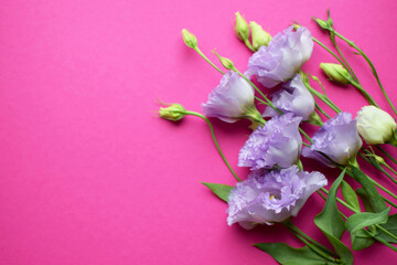 Beautiful purple eustoma flowers (lisianthus) in full bloom with buds leaves. Bouquet of flowers on fuchsia background. Copy space