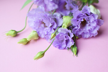 Fototapeta na wymiar Beautiful violet eustoma flowers (lisianthus) in full bloom with buds leaves. Bouquet of flowers on fuchsia background. Copy space