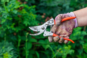 female hand with gardening pruner close-up