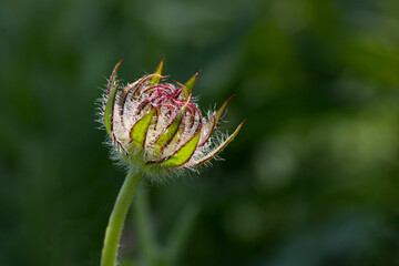 A purple flower head that will bloom