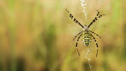 Spider on a cobweb. Argiope bruennichi.