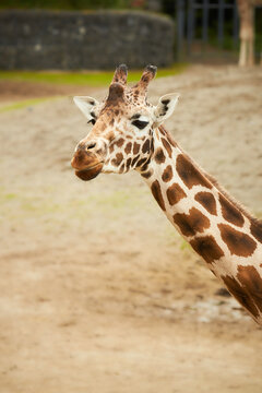 Portrait of head and neck of giraffe in the zoo
