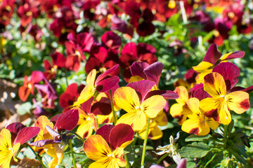 Beautiful colorful pansies in the soft light of the outdoors 