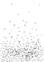 A flock of flying birds. Vector illustration
