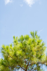 branches of a pine tree in the forest with the sky in the background