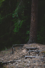 forest in spring