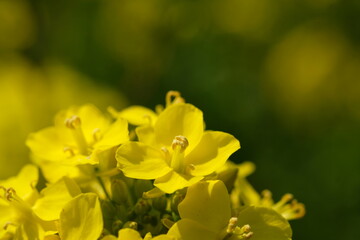Obraz na płótnie Canvas yellow oilseed flower close-up 