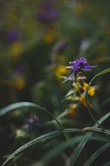 flowers in the garden