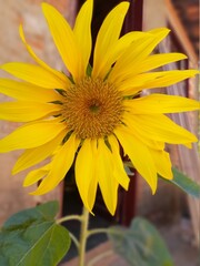 sunflower in the garden