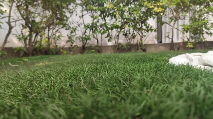 White pebble with grass and plants in the background