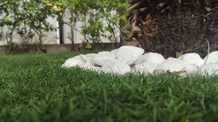 tree in the middle of white pebbles with grass beside