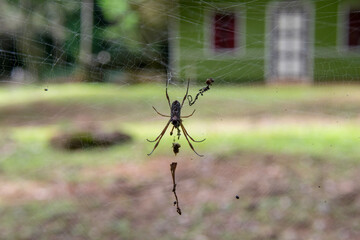 spider on a web