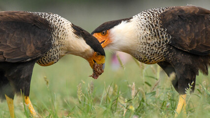 A Pair of Crested Caracara In Southern Texas