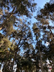 trees and sky